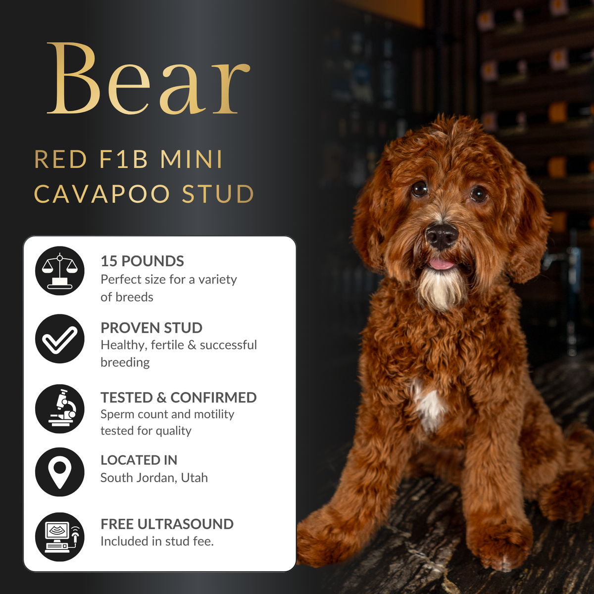 Red F1B Mini Cavapoo Stud Service – Health Tested Teddy Bear Puppies