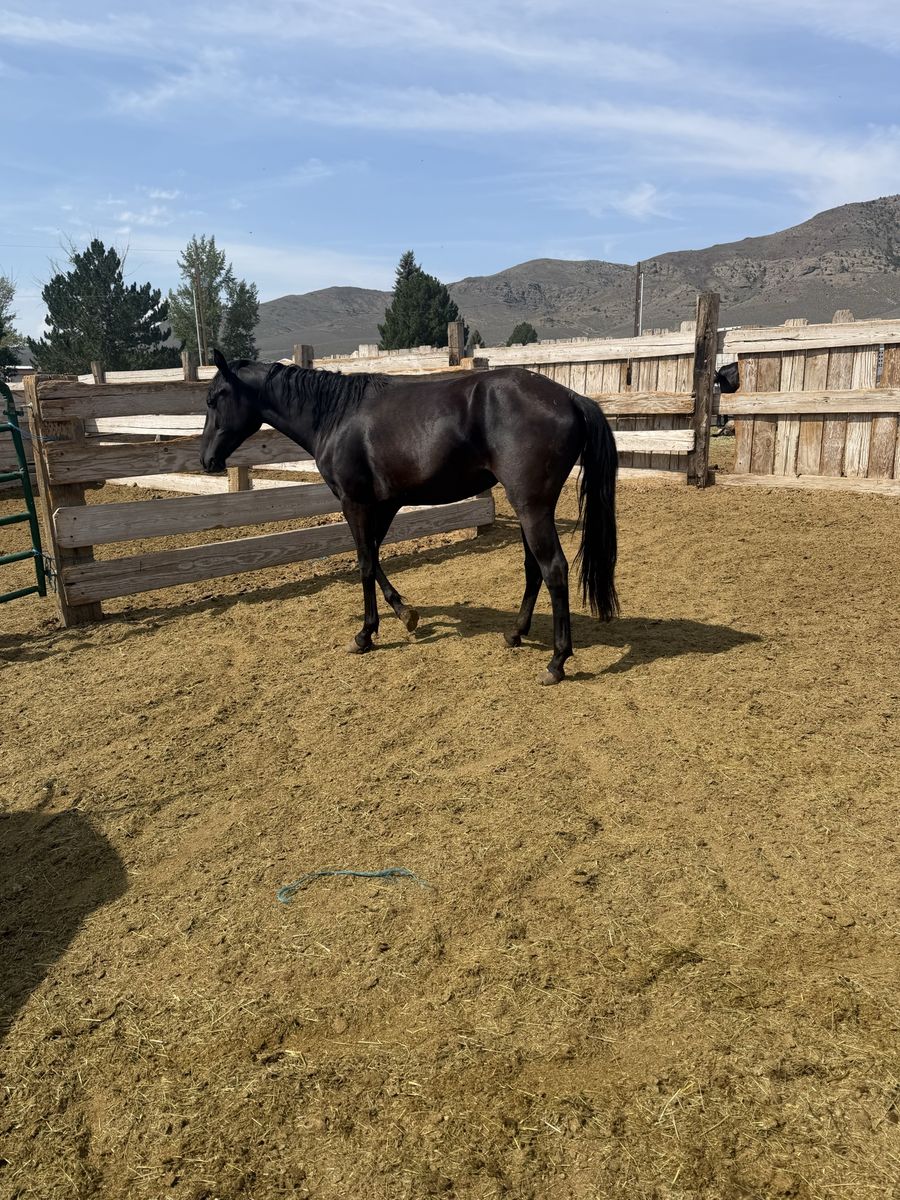Two year-old Morgan cross filly