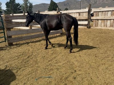 Two year-old Morgan cross filly