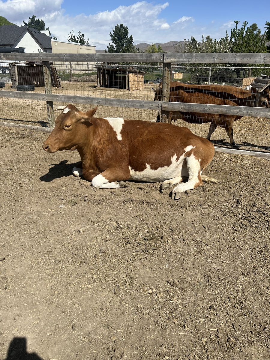Guernsey milk cow