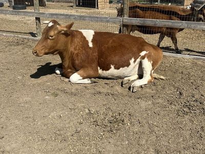 Guernsey milk cow