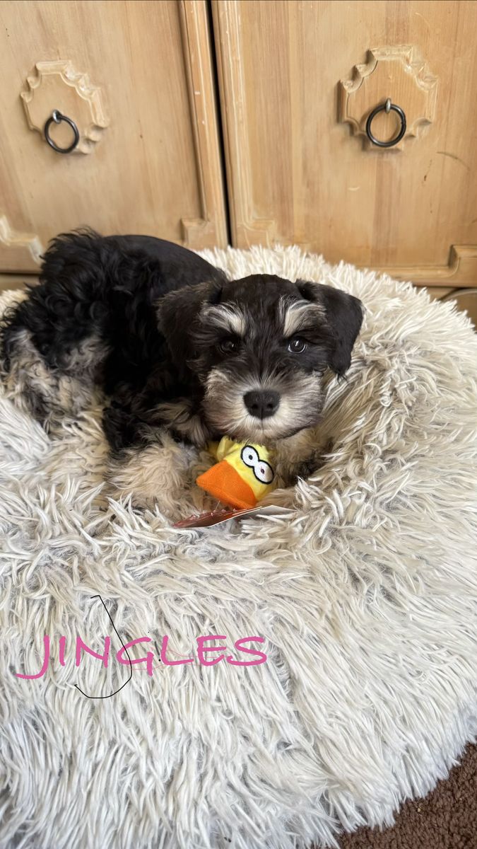 AKC Miniature Schnauzer Puppies