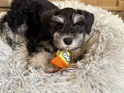 AKC Miniature Schnauzer Puppies