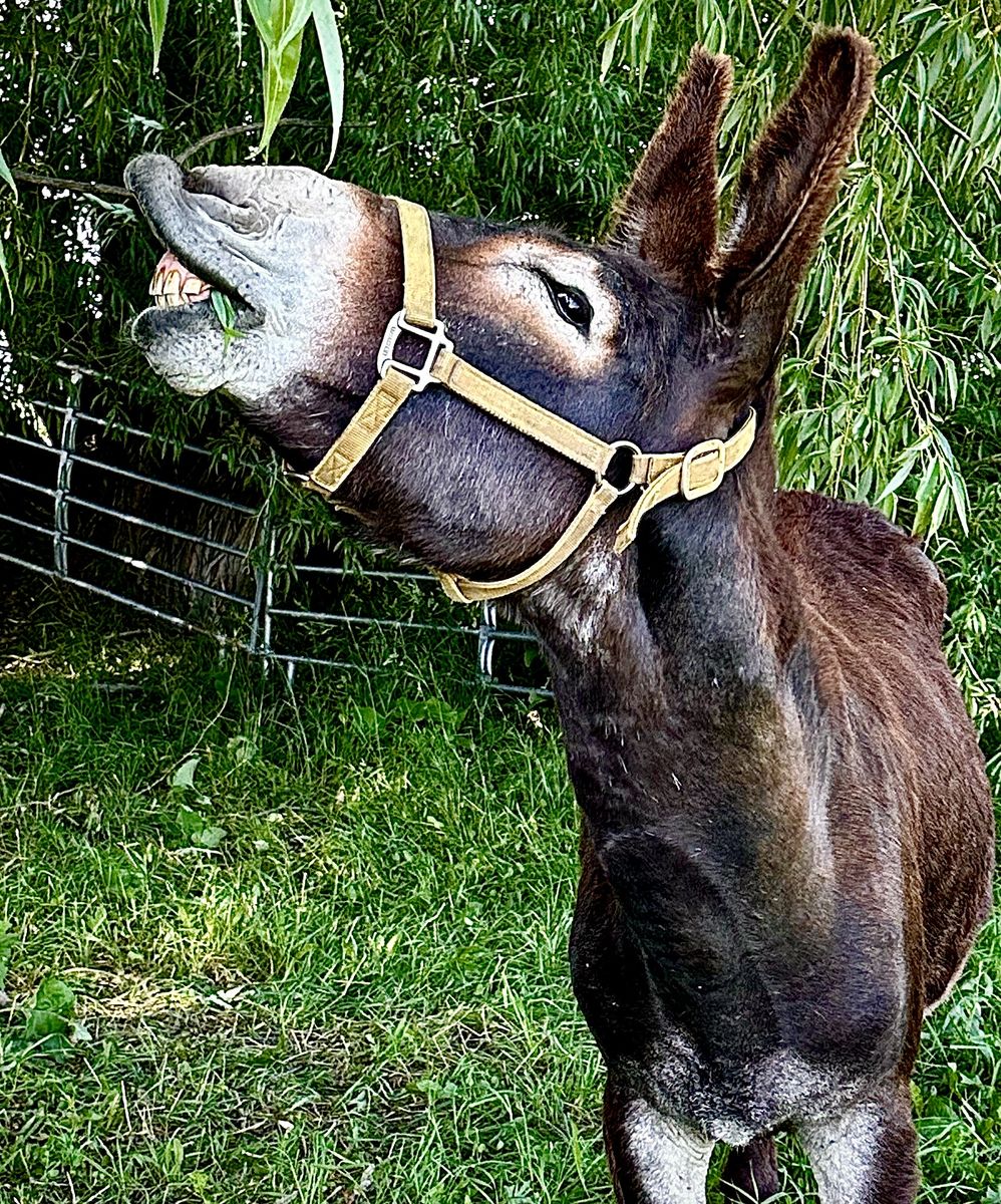 Black Jack Donkey at Stud