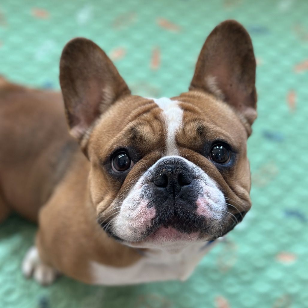 Hello my name is Birdie