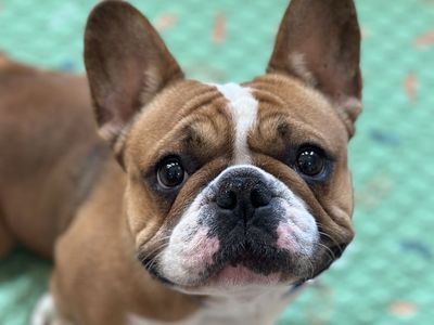 Hello my name is Birdie