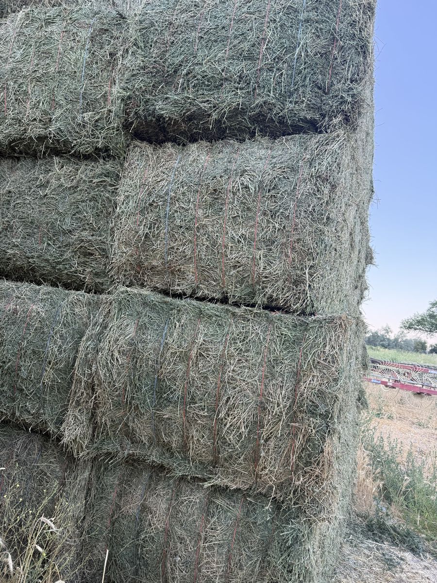 3rd Crop Solid Green Alfalfa 3x4 Bales