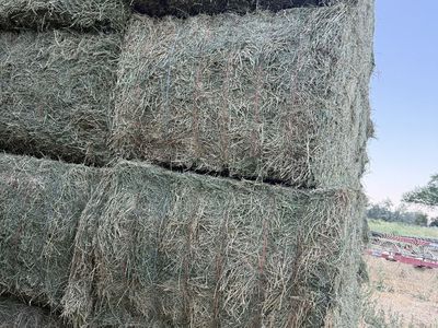 3rd Crop Solid Green Alfalfa 3x4 Bales