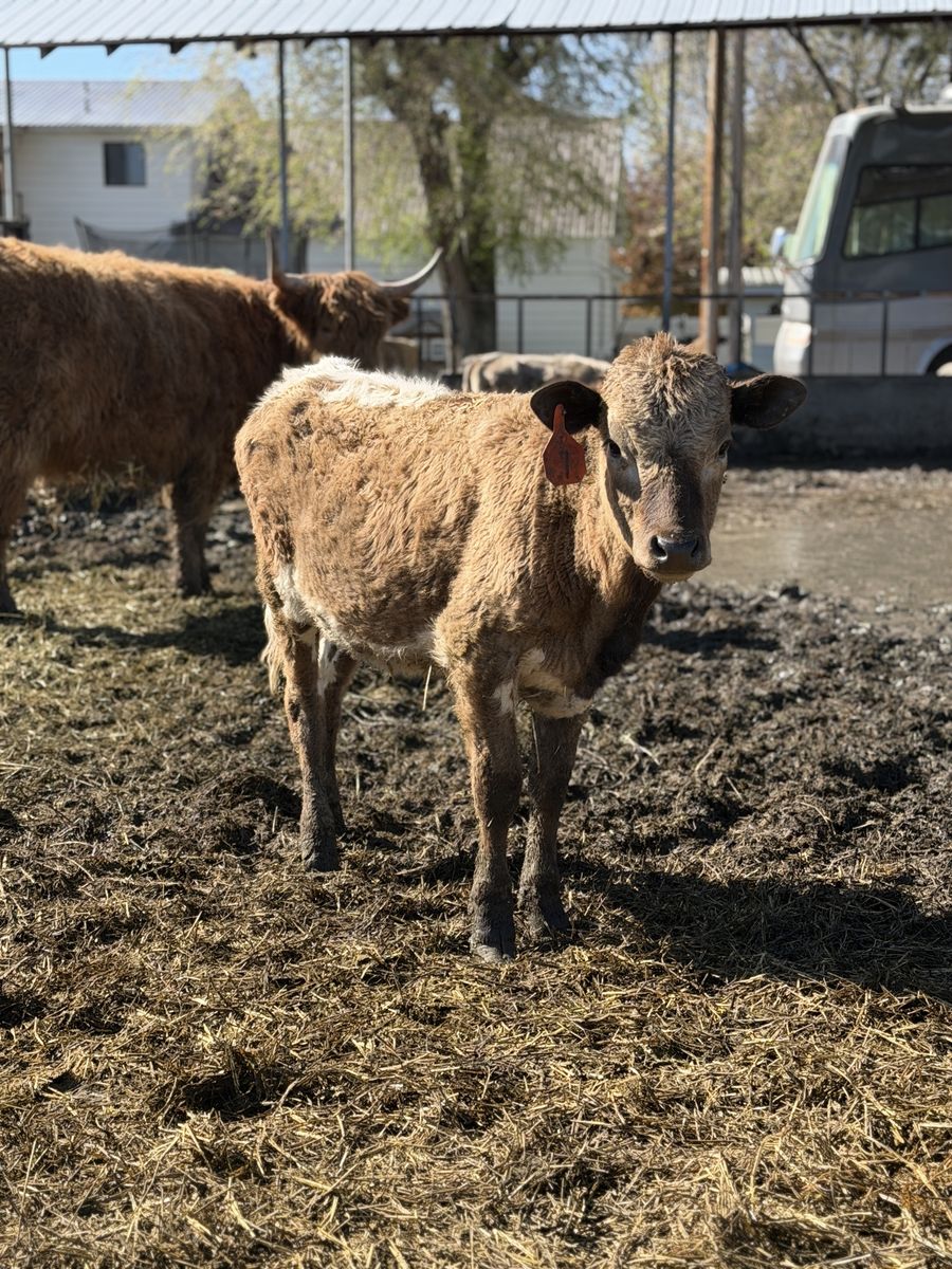 Charlois X Heifer Calf
