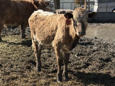 Charlois X Heifer Calf