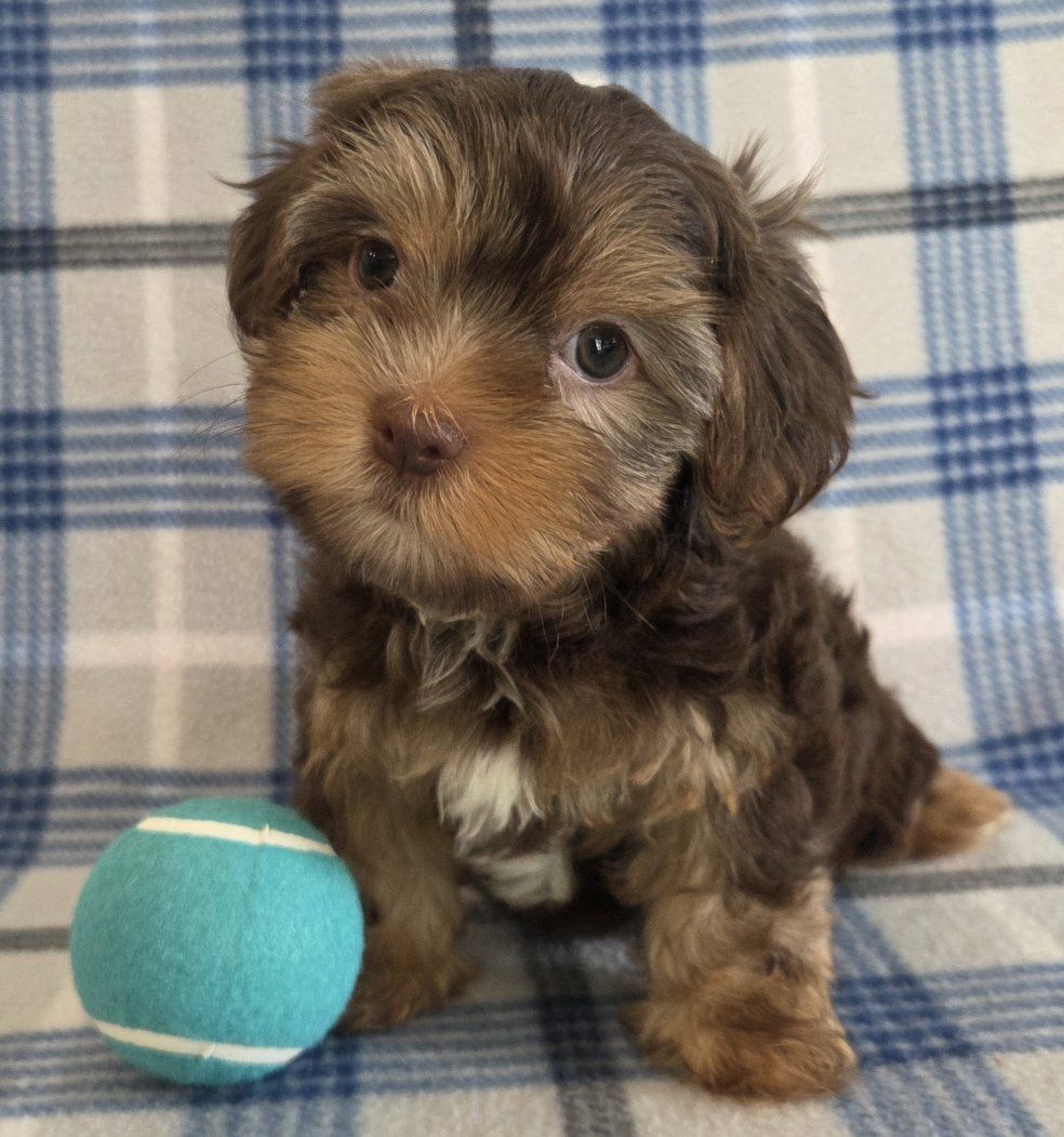 Gorgeous Male Chocolate Yorkie