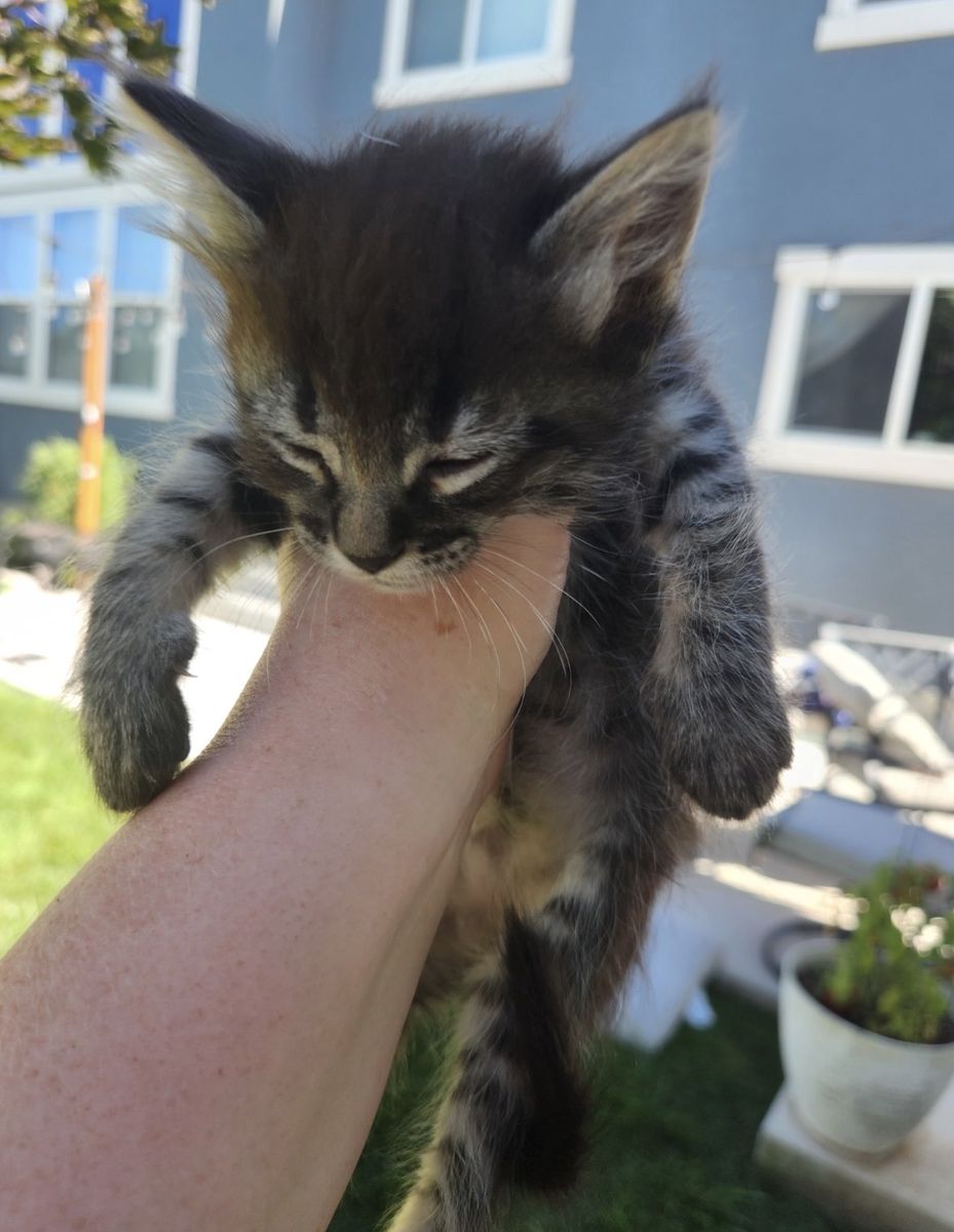 Kitten