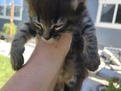 Kitten