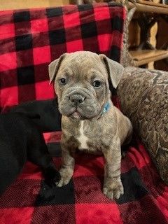 Miniature Old English Bulldog