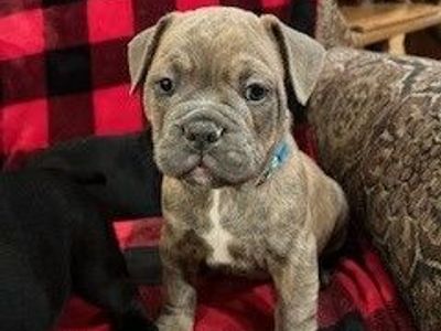 Miniature Old English Bulldog