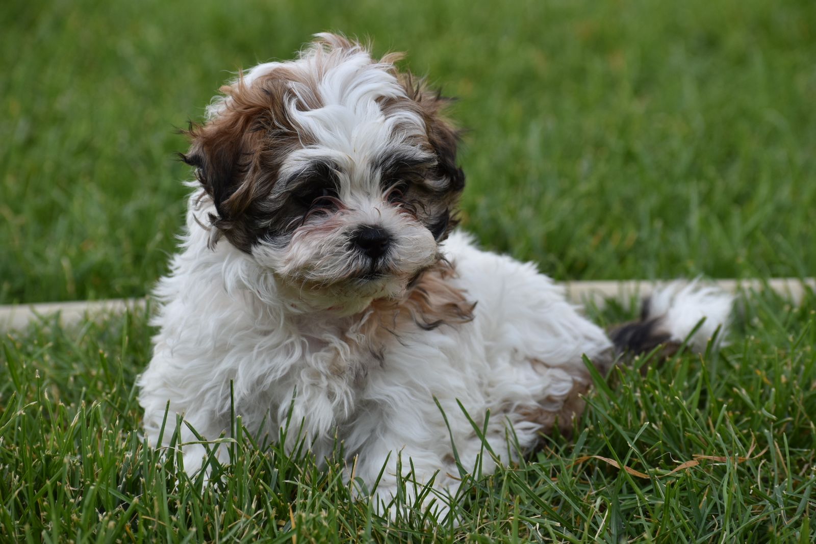 Malshi Puppies
