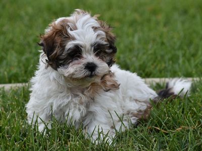 Malshi Puppies