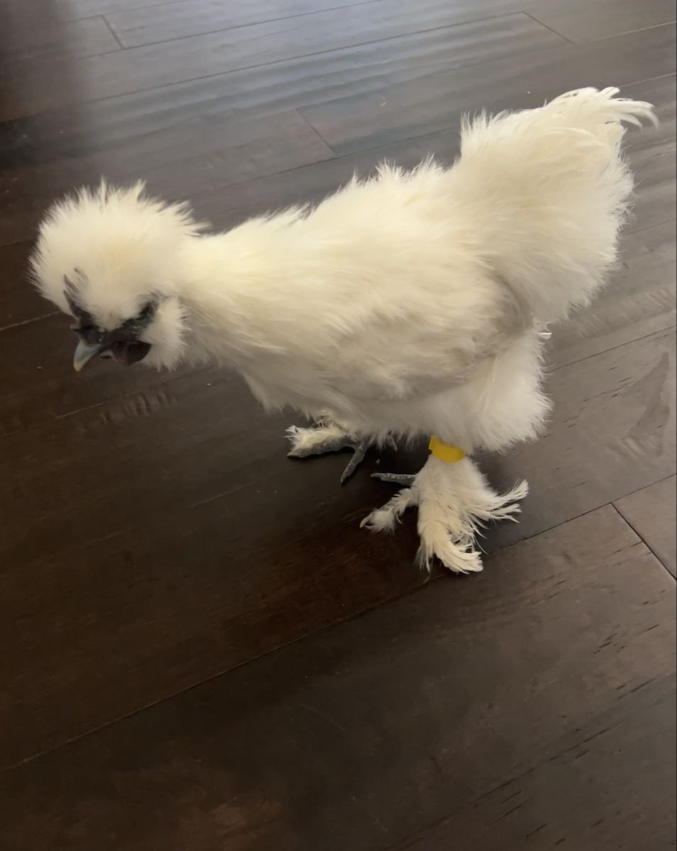 Silkie Rooster —FREE TODAY ONLY