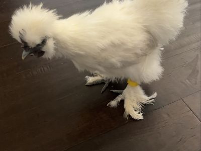Silkie Rooster —FREE TODAY ONLY