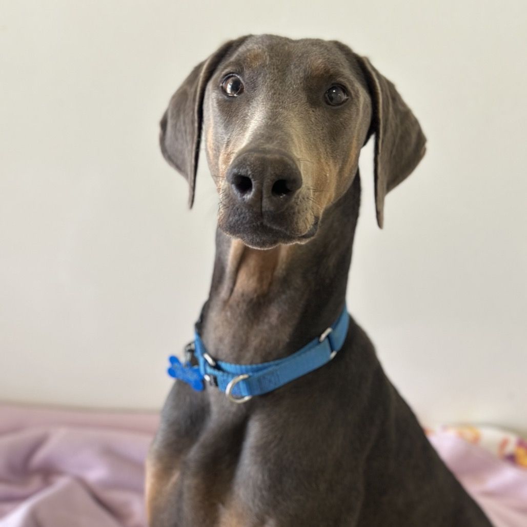 Hello my name is Whoppers