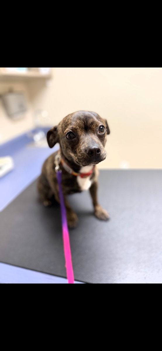 Chihuahua mix