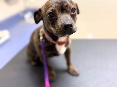 Chihuahua mix