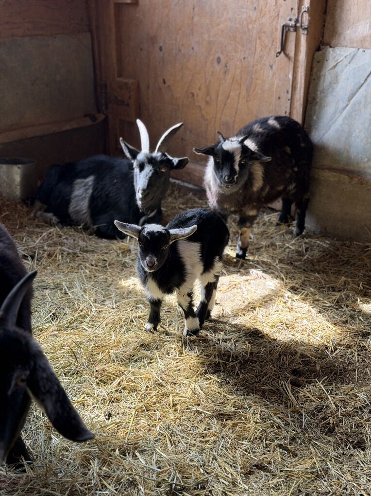 Mini Nubian Starter Herd