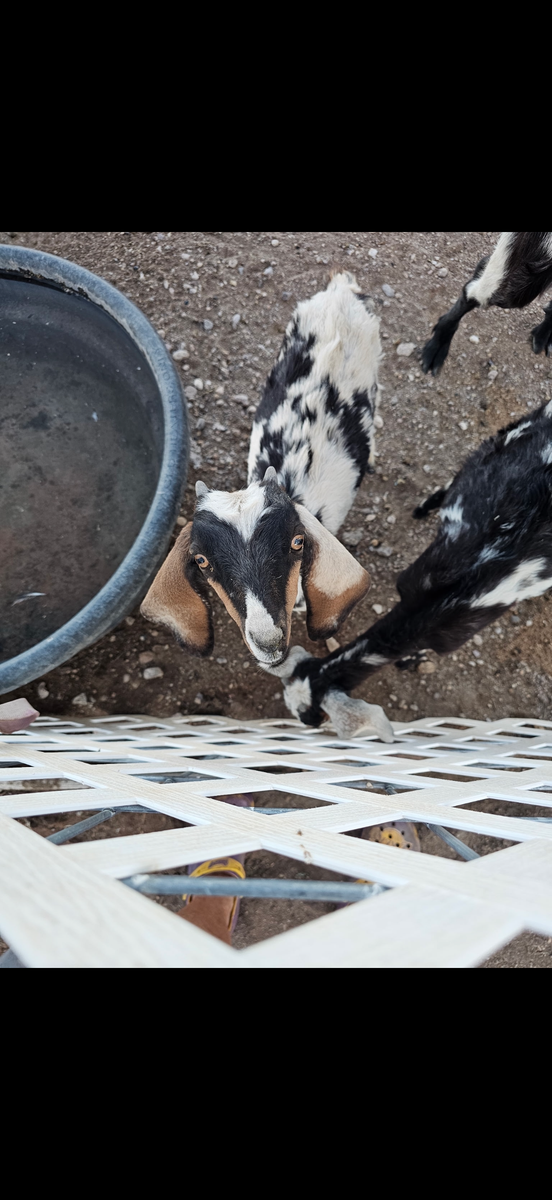 Goats! Saanan in milk, Nubian doelings, toggenburg crosses etc 