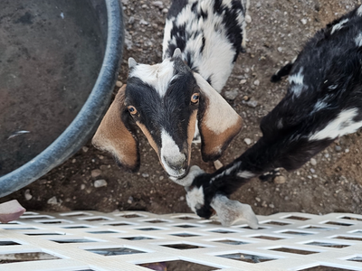 Goats! Saanan in milk, Nubian doelings, toggenburg crosses etc
