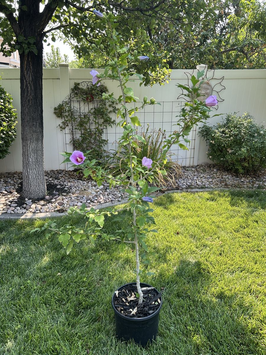 Potted Rose of Sharon (Rose Chiffon Hibiscus) Tree with Purple Flowers
