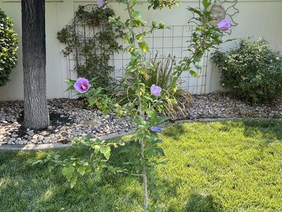 Potted Rose of Sharon (Rose Chiffon Hibiscus) Tree with Purple Flowers