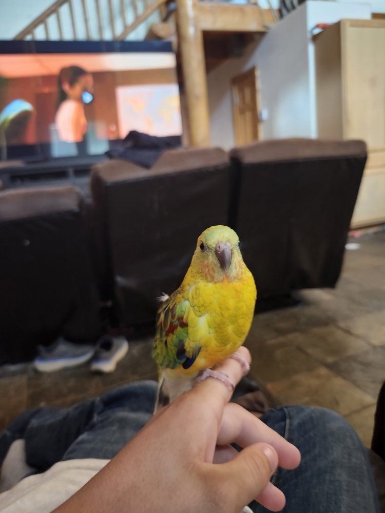 red rump parakeet