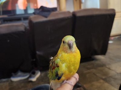 red rump parakeet