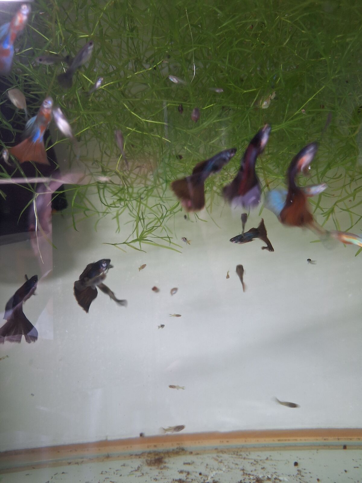 Assorted Guppies