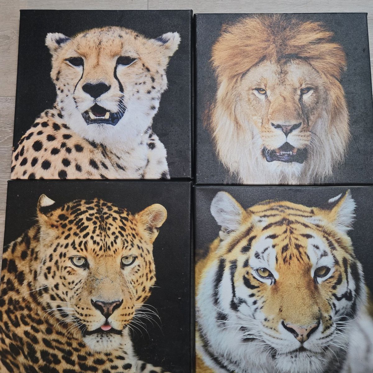 Bigcat canvas collection
