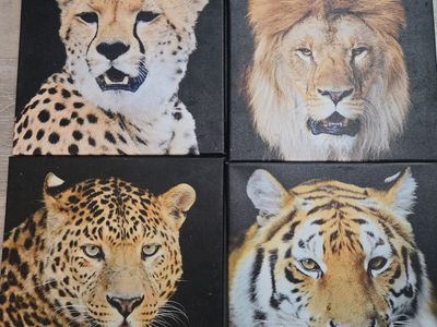 Bigcat canvas collection
