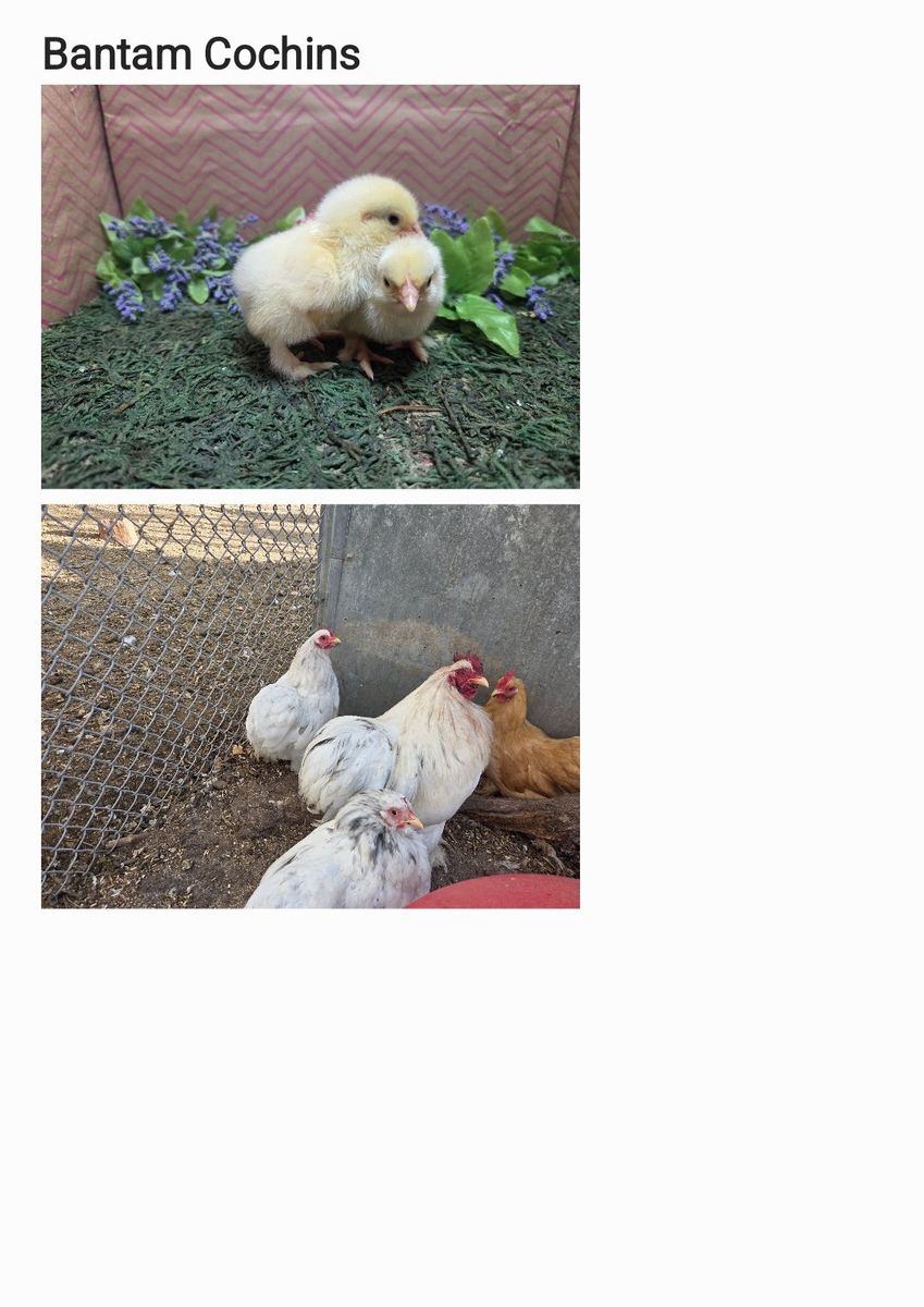 Bantam Cochins Chicks