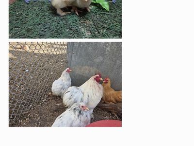Bantam Cochins Chicks
