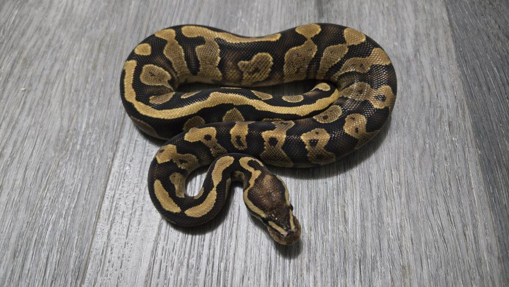 Vanilla Male Baby Ball Python