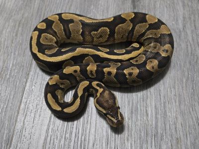 Vanilla Male Baby Ball Python