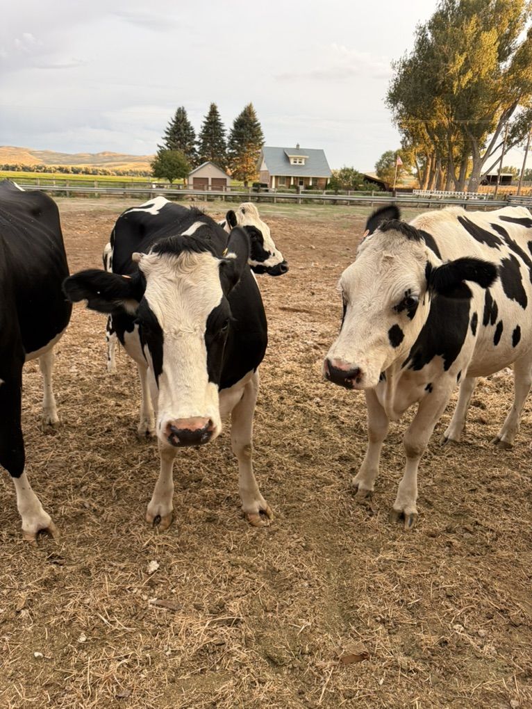 Bred Holstein Heifers