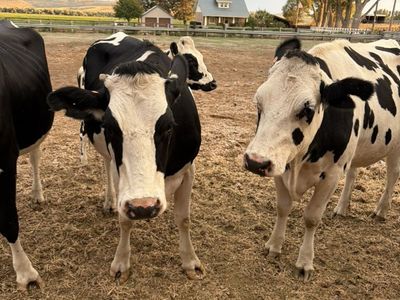Bred Holstein Heifers