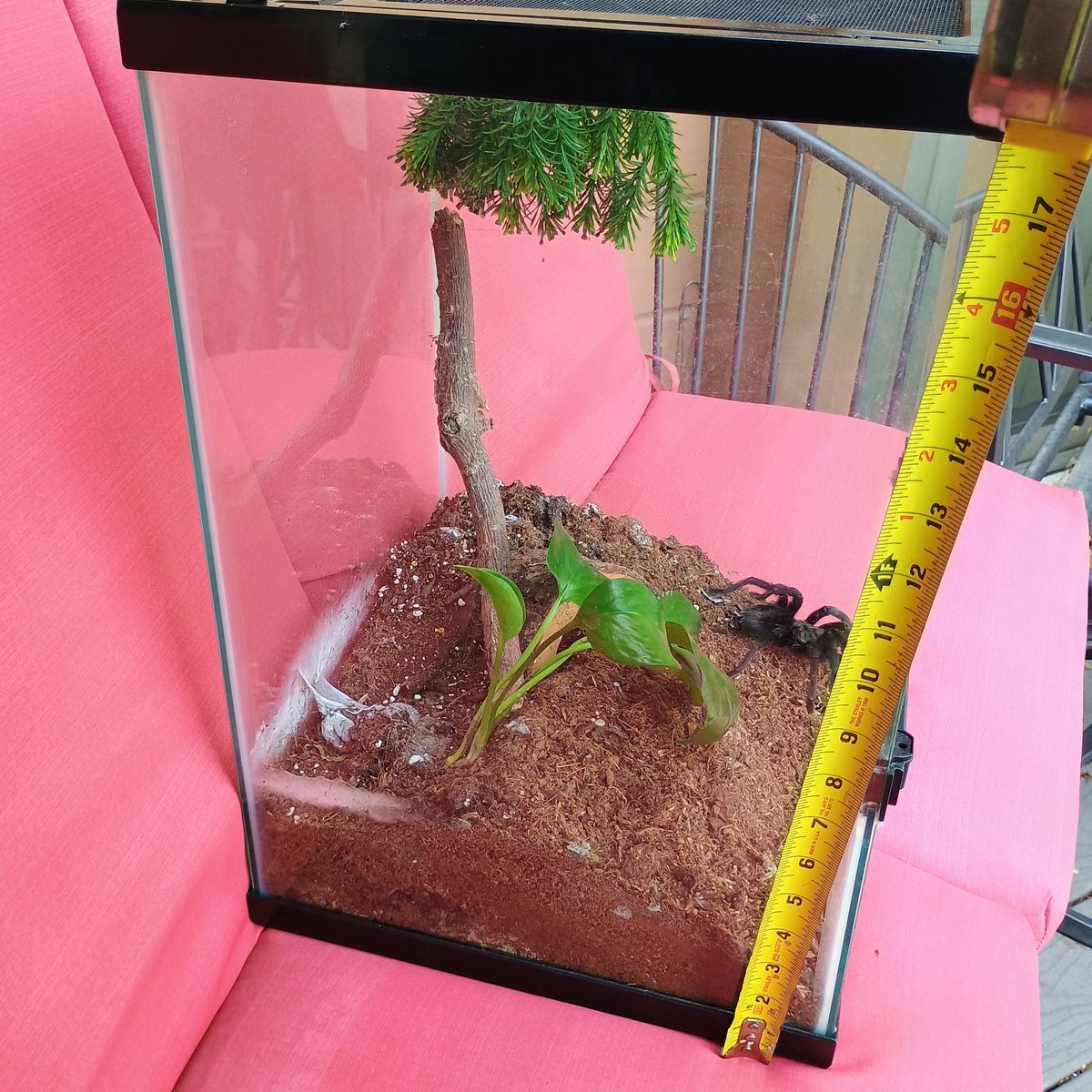 Bioactive terrarium with live plant and hide