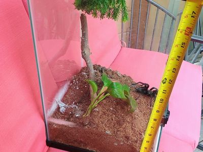 Bioactive terrarium with live plant and hide