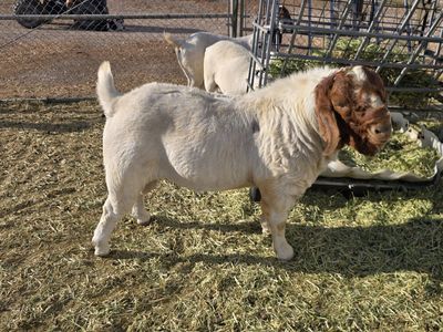 2 year old Boer Buck
