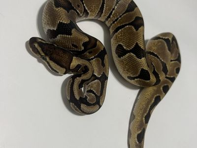 Ball Python Pet Reptile #25