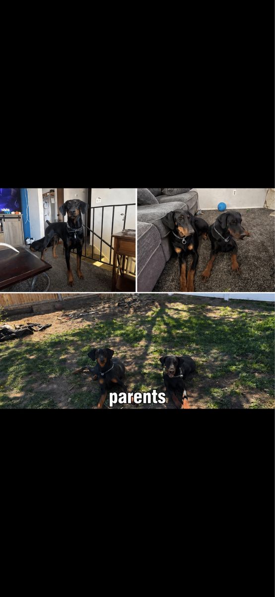 Purebred Non papered Doberman puppies