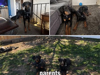 Purebred Non papered Doberman puppies