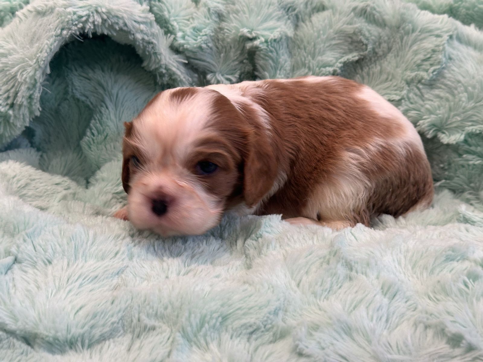 Cavalier King Charles Spaniel Puppies