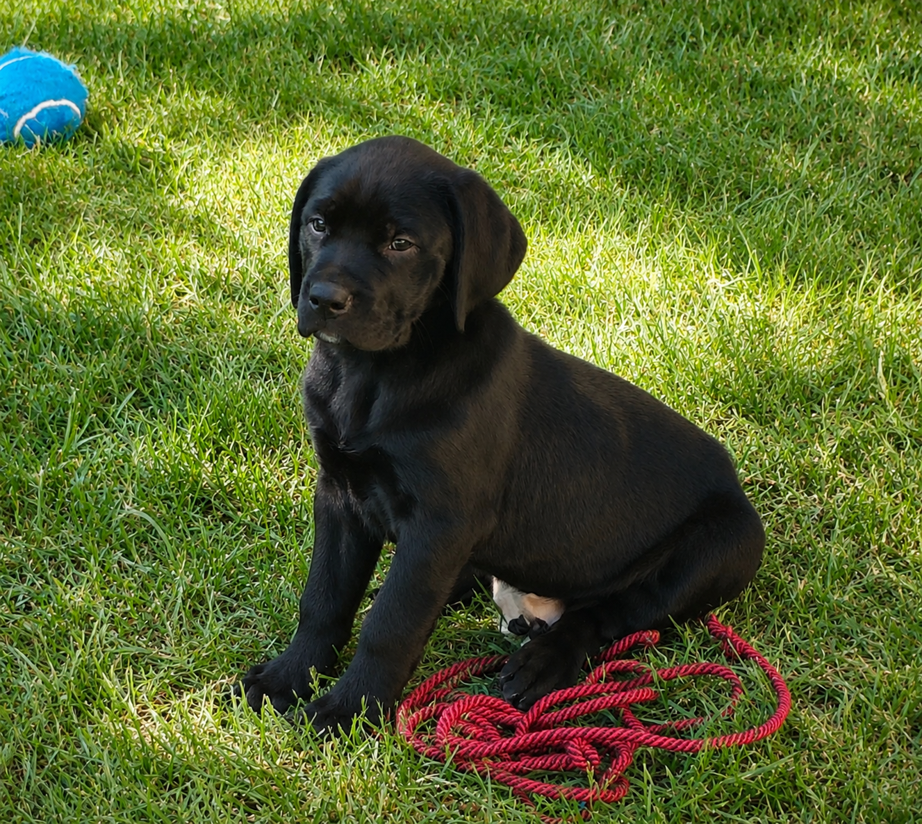 Rottweiler / German Shorthaired Pointer puppies
